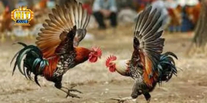 Các loại hình đá gà phổ biến tại Hitclub