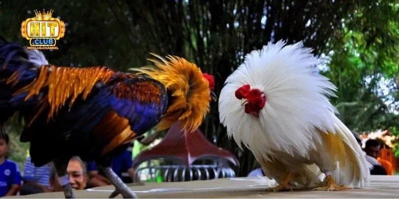 Kinh nghiệm hay để thắng lớn trong cá cược đá gà Hitclub