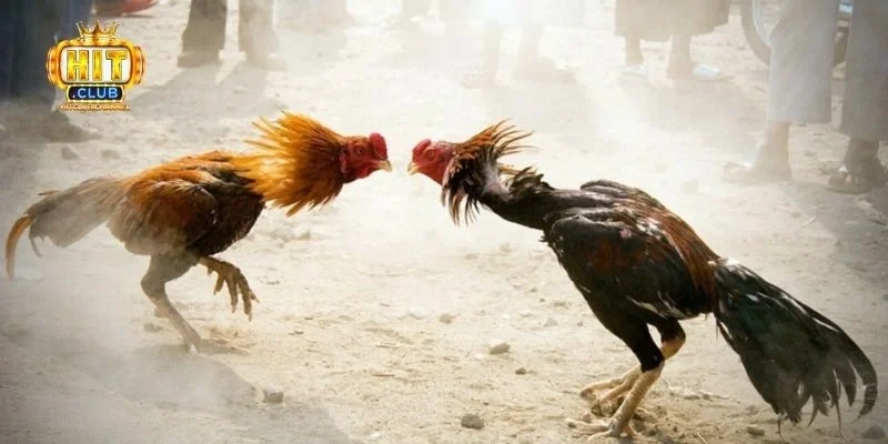 Giới thiệu về sảnh cược đá gà Hitclub