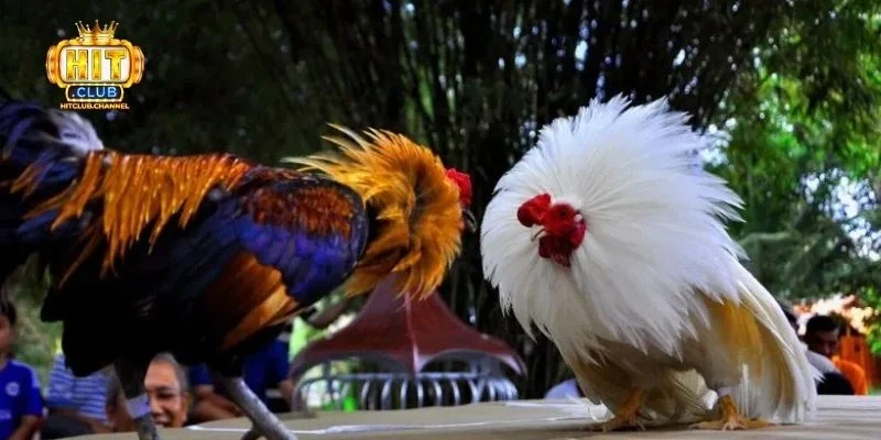 Cách chọn gà đá thomo tốt nhất 2025