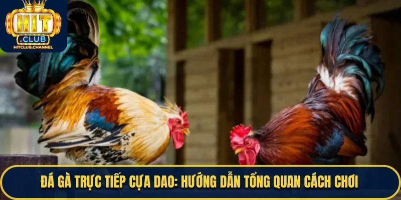 Đá Gà Trực Tiếp Cựa Dao
